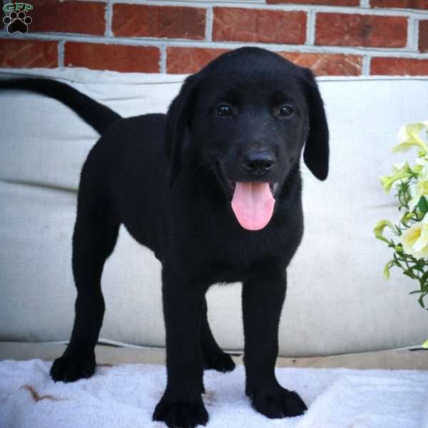 Milo, Black Labrador Retriever Puppy