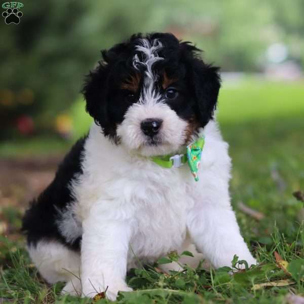 Milo, Mini Bernedoodle Puppy