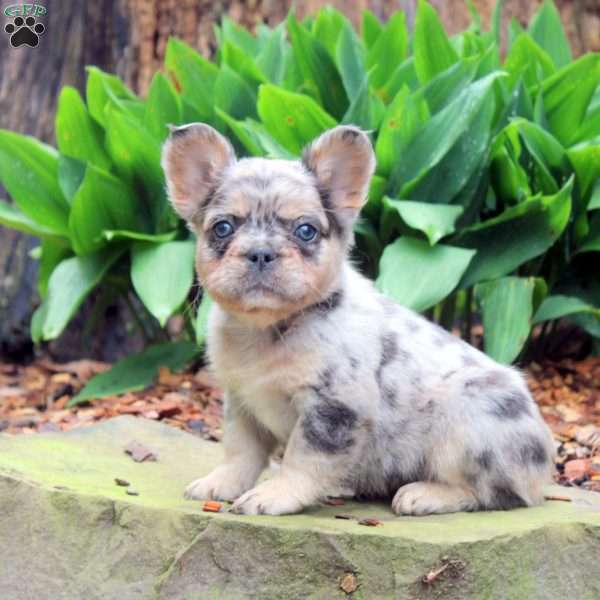 Milo-Fluffy, French Bulldog Puppy