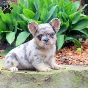 Milo-Fluffy, French Bulldog Puppy