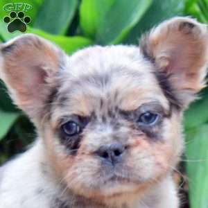 Milo-Fluffy, French Bulldog Puppy