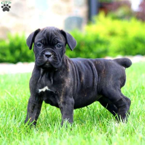 Mindy, Cane Corso Puppy