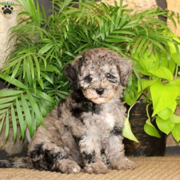 Mindy, Miniature Poodle Puppy