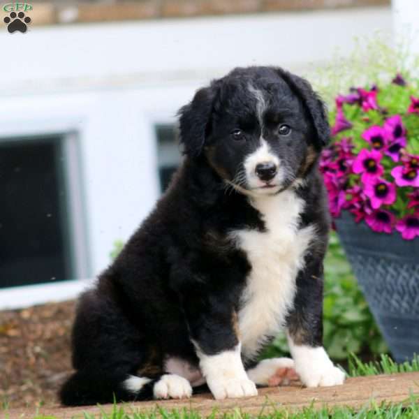 Mindy, Bernese Mountain Dog Mix Puppy