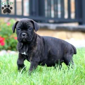 Mindy, Cane Corso Puppy