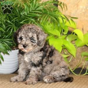 Mindy, Miniature Poodle Puppy