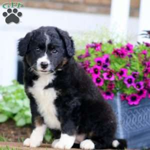 Mindy, Bernese Mountain Dog Mix Puppy