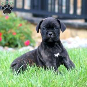 Mindy, Cane Corso Puppy