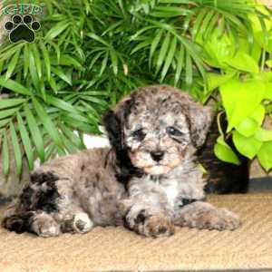 Mindy, Miniature Poodle Puppy