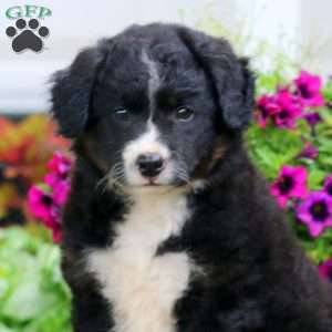 Mindy, Bernese Mountain Dog Mix Puppy