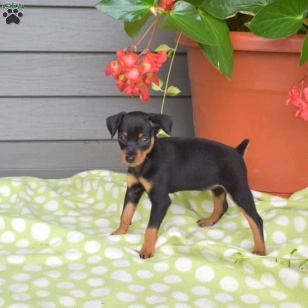 Minnie, Miniature Pinscher Puppy