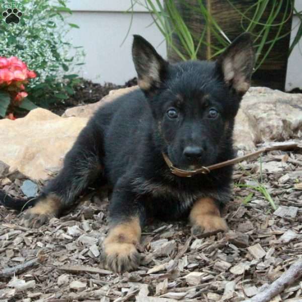 Minnie, German Shepherd Puppy