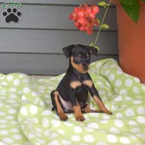 Minnie, Miniature Pinscher Puppy