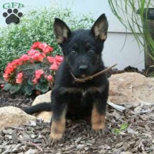 Minnie, German Shepherd Puppy