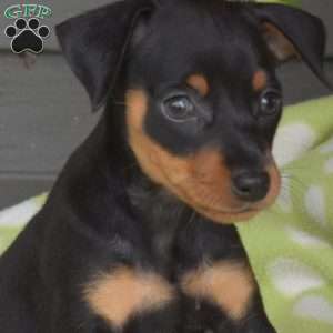 Minnie, Miniature Pinscher Puppy