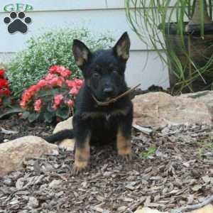 Minnie, German Shepherd Puppy