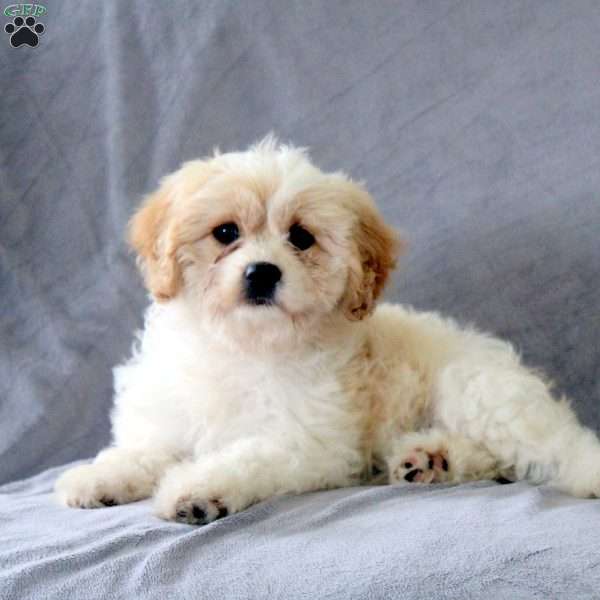 Mint, Cavachon Puppy