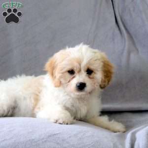 Mint, Cavachon Puppy