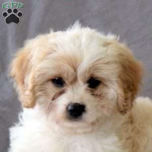 Mint, Cavachon Puppy