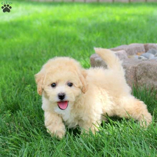 Mischief, Bich-Poo Puppy