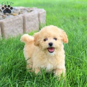 Mischief, Bich-Poo Puppy