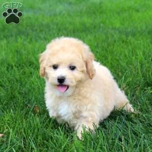 Mischief, Bich-Poo Puppy