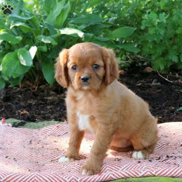 Missy, Cavalier King Charles Spaniel Puppy