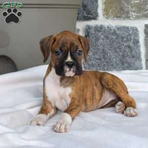 Missy, Boxer Puppy