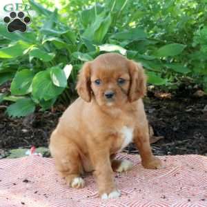 Missy, Cavalier King Charles Spaniel Puppy