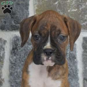 Missy, Boxer Puppy