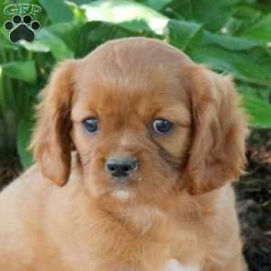 Missy, Cavalier King Charles Spaniel Puppy