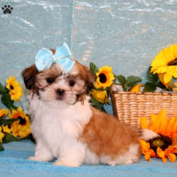 Missy, Shih Tzu Puppy