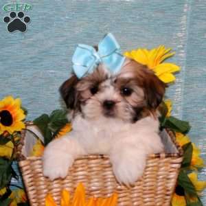 Missy, Shih Tzu Puppy