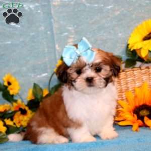 Missy, Shih Tzu Puppy