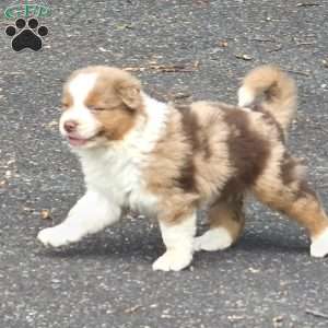 Misssy, Australian Shepherd Puppy