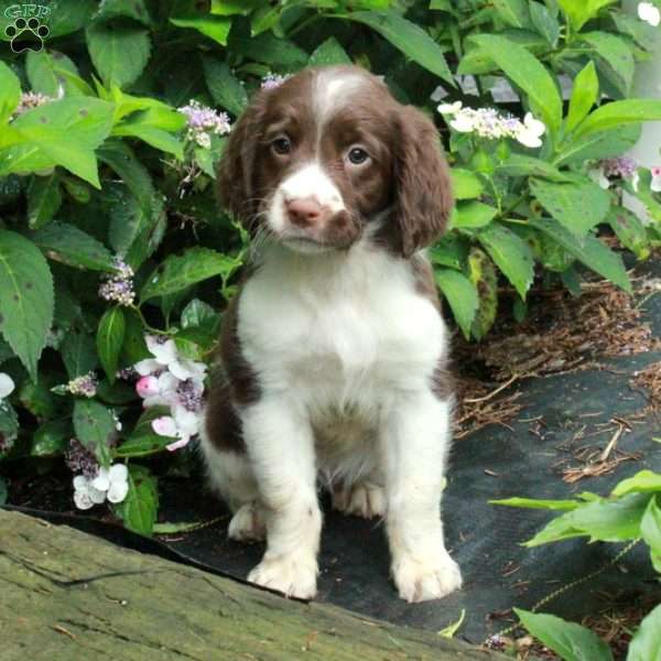 Misty, English Springer Spaniel Puppy