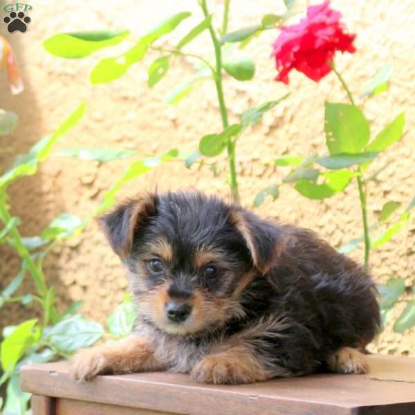 Misty, Yorkie Puppy