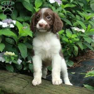 Misty, English Springer Spaniel Puppy