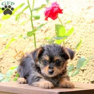 Misty, Yorkie Puppy