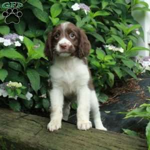 Misty, English Springer Spaniel Puppy