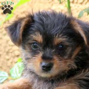 Misty, Yorkie Puppy