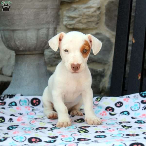 Mitch, Chihuahua Mix Puppy