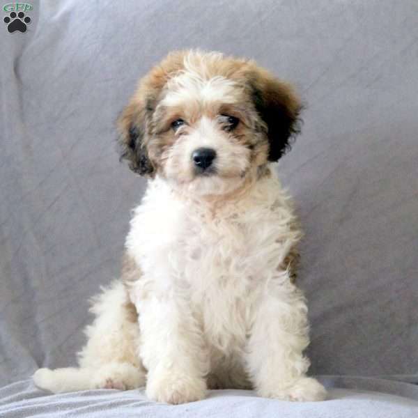 Mitch, Cavachon Puppy