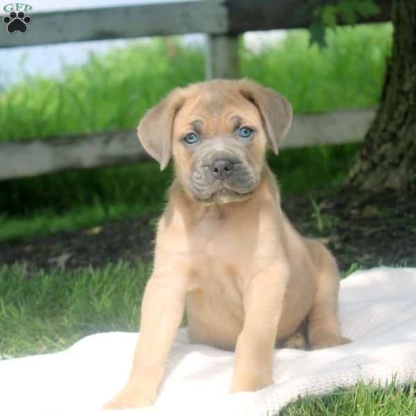 Mitch, Cane Corso Puppy