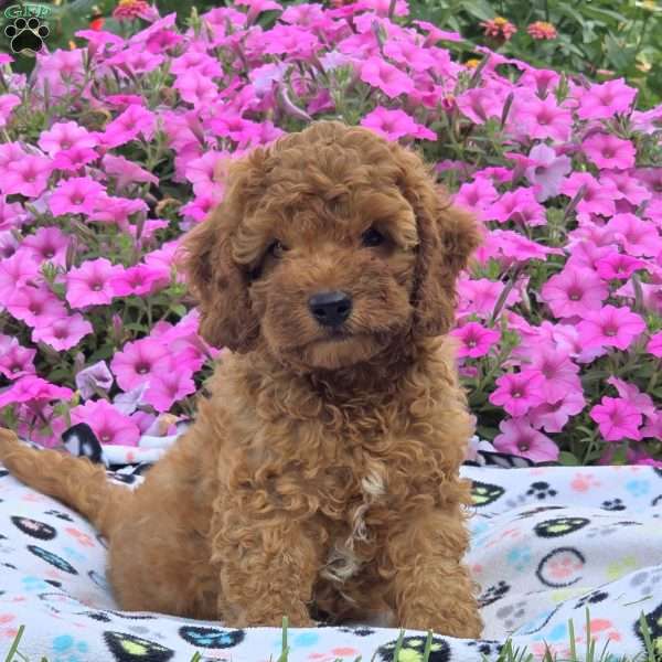 Mitch, Cockapoo Puppy