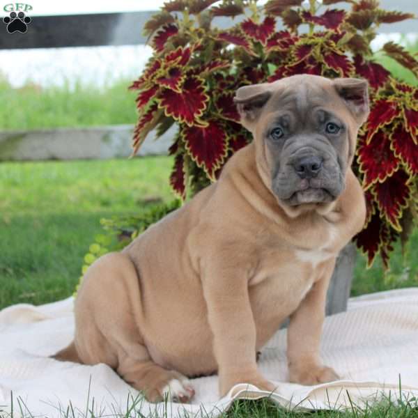 Mitch, Cane Corso Puppy