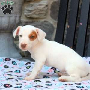 Mitch, Chihuahua Mix Puppy