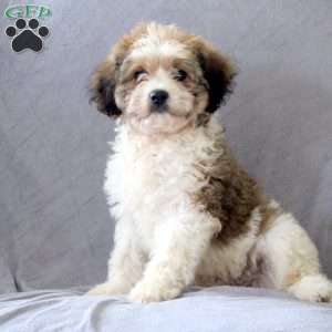 Mitch, Cavachon Puppy