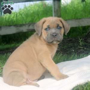 Mitch, Cane Corso Puppy