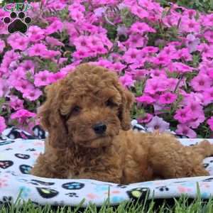 Mitch, Cockapoo Puppy
